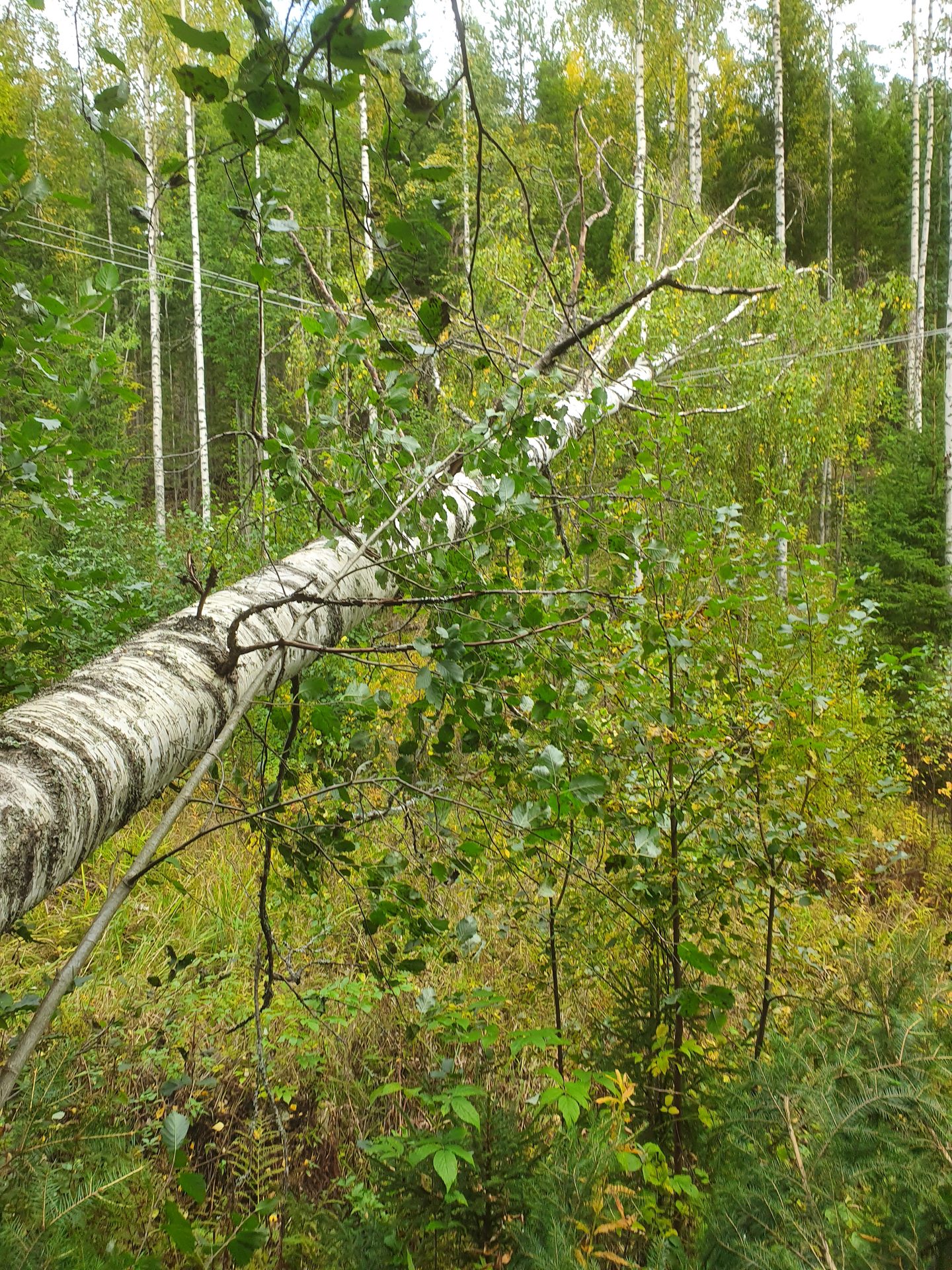 Päivystyspalvelut